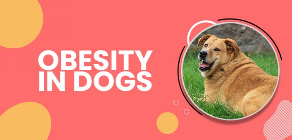 Obesity in dogs health risks