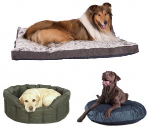 How To Choose A Perfect Bed For Your Pet? Pet size