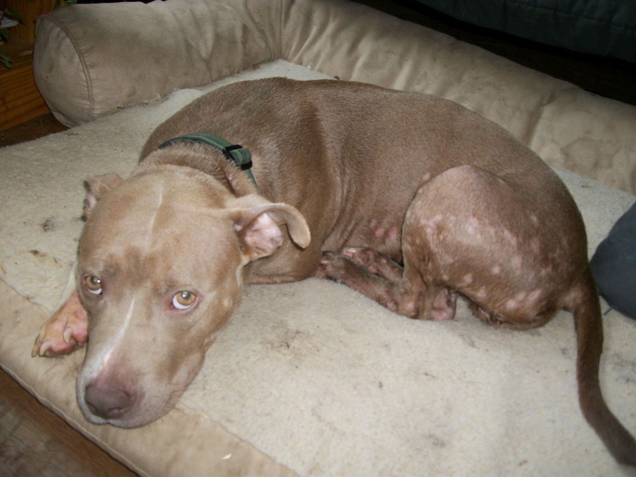 Do you know the symptoms and treatment of mange in dogs?