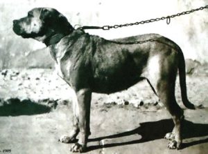 Extinct Dog Breeds – you’ll rarely hear about!! Cordoba Fighting Dog