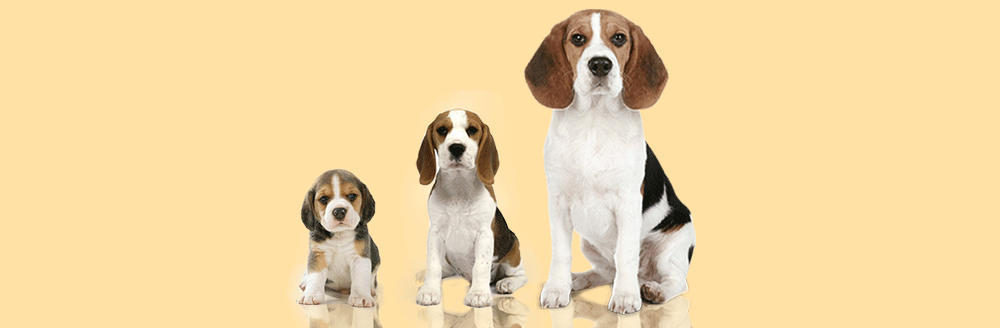 Beagle Dog Price : How Much Does They Cost & Why?