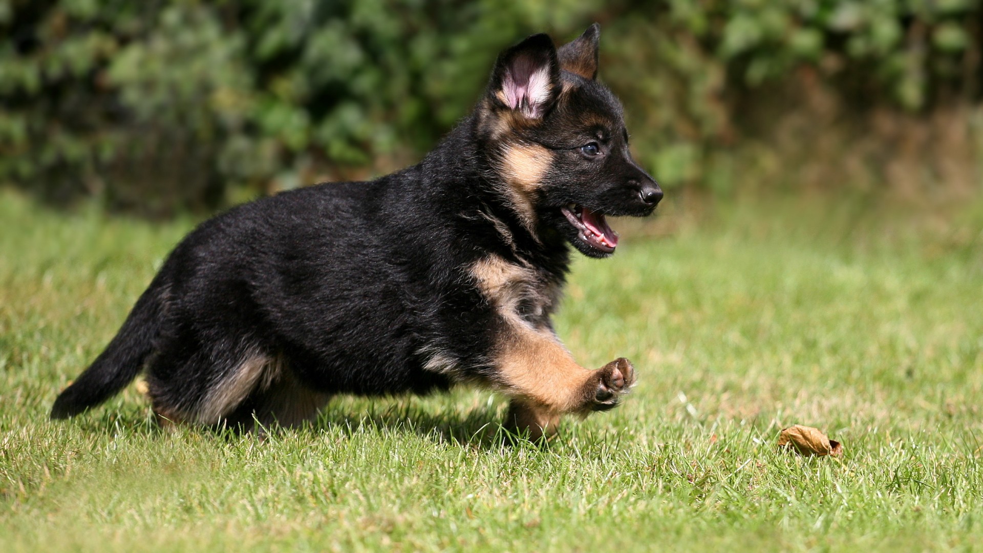 Breed Profile: A Comprehensive List Of Dogs - GERMAN SHEPHERD