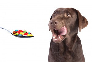 Importance Of Deworming For Dogs