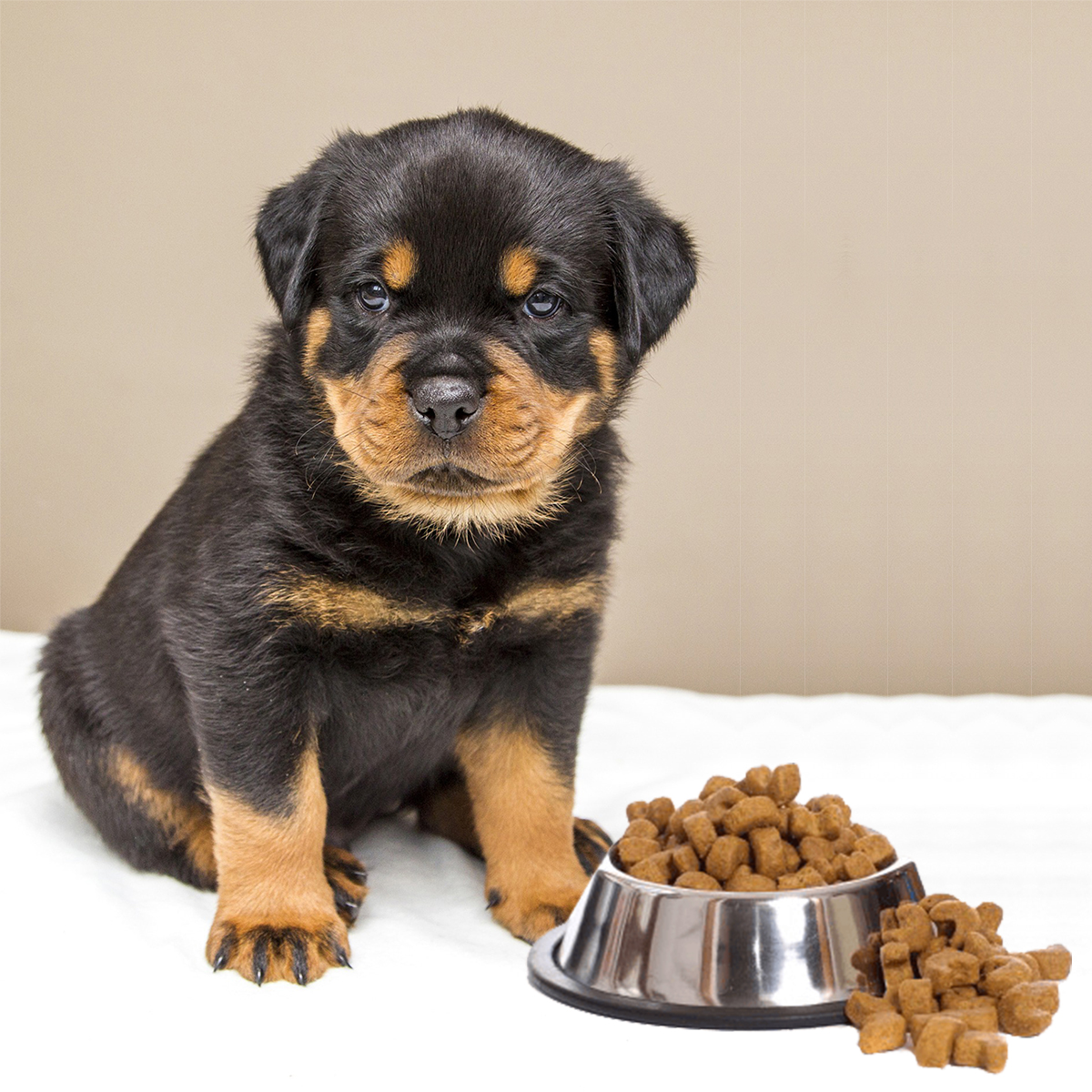 Rottweiler Puppies For Sale – How Much They Cost & Why?