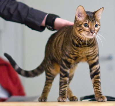 Guide to Cat Breeds A Guide to Cat Breeds - Toyger