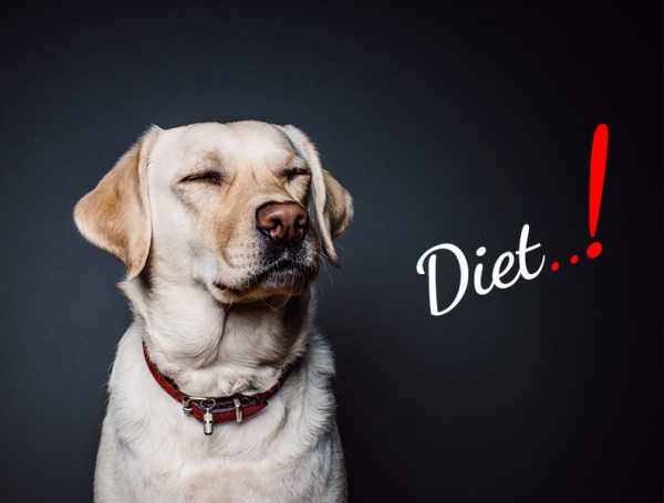 Obese Dog diet - Top obesity dog food product reviews