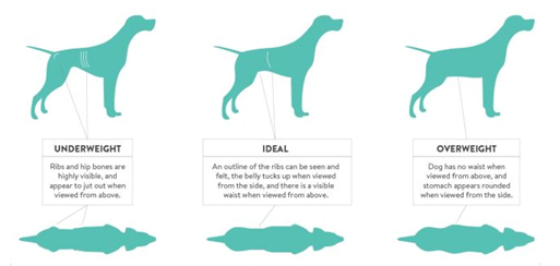 How To Check Your Dog Is Overweight Or Underweight?