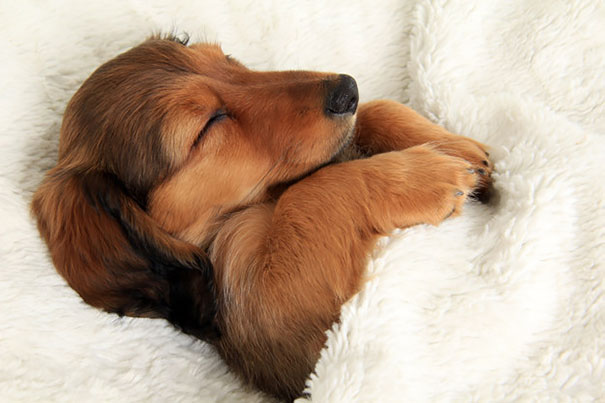 How To Choose A Perfect Bed For Your Pet? Sleeping style