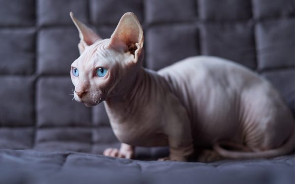 Guide to Cat Breeds A Guide to Cat Breeds - Spinx