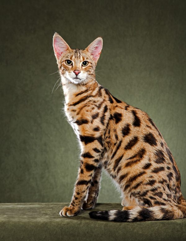 Guide to Cat Breeds A Guide to Cat Breeds - Savannah