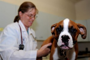 Hip Dysplasia Dog Treatment