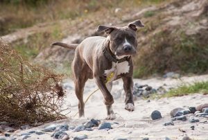 Top 4 Dangerous Dog Breeds - Pitbull