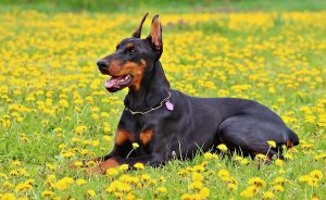 Top 4 Dangerous Dog Breeds - Doberman