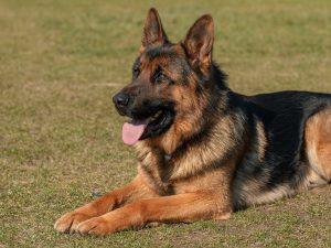 Top 4 Dangerous Dog Breeds - German Shepherd