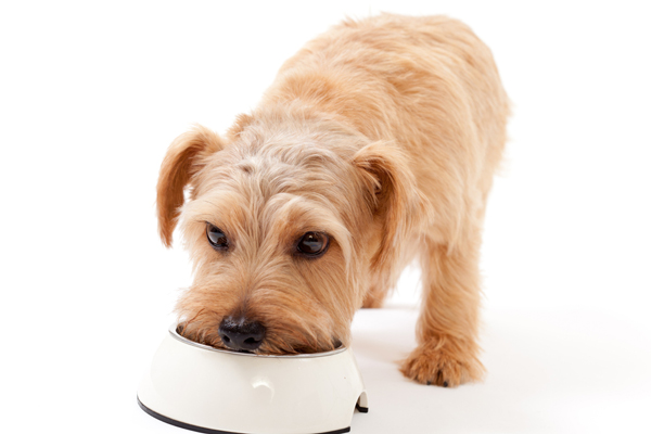 Choose The Right Dog Food