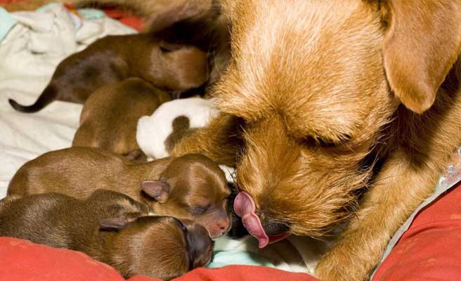 Ways To Care For A Female Dog Post-Whelping