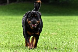Top 4 Dangerous Dog Breeds - Rottweiler