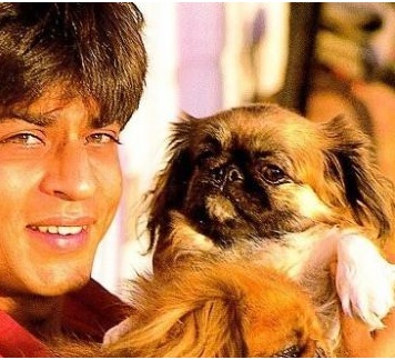 Bollywood Stars And Their Pets - Shah Rukh Khan