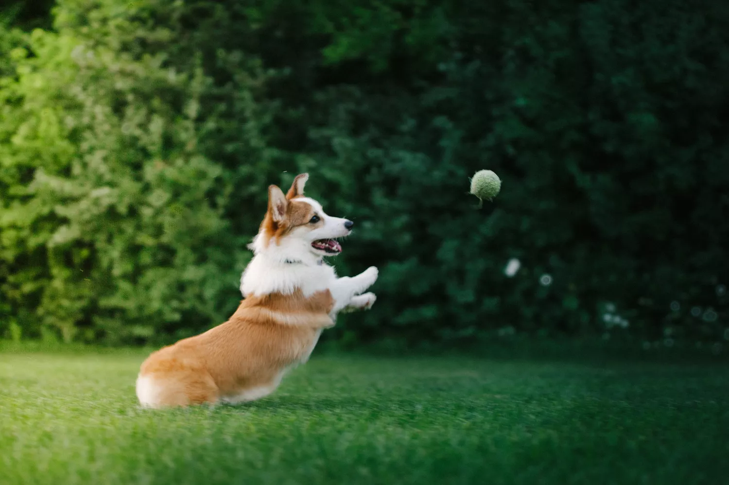 dog playing fetch with tennis ball