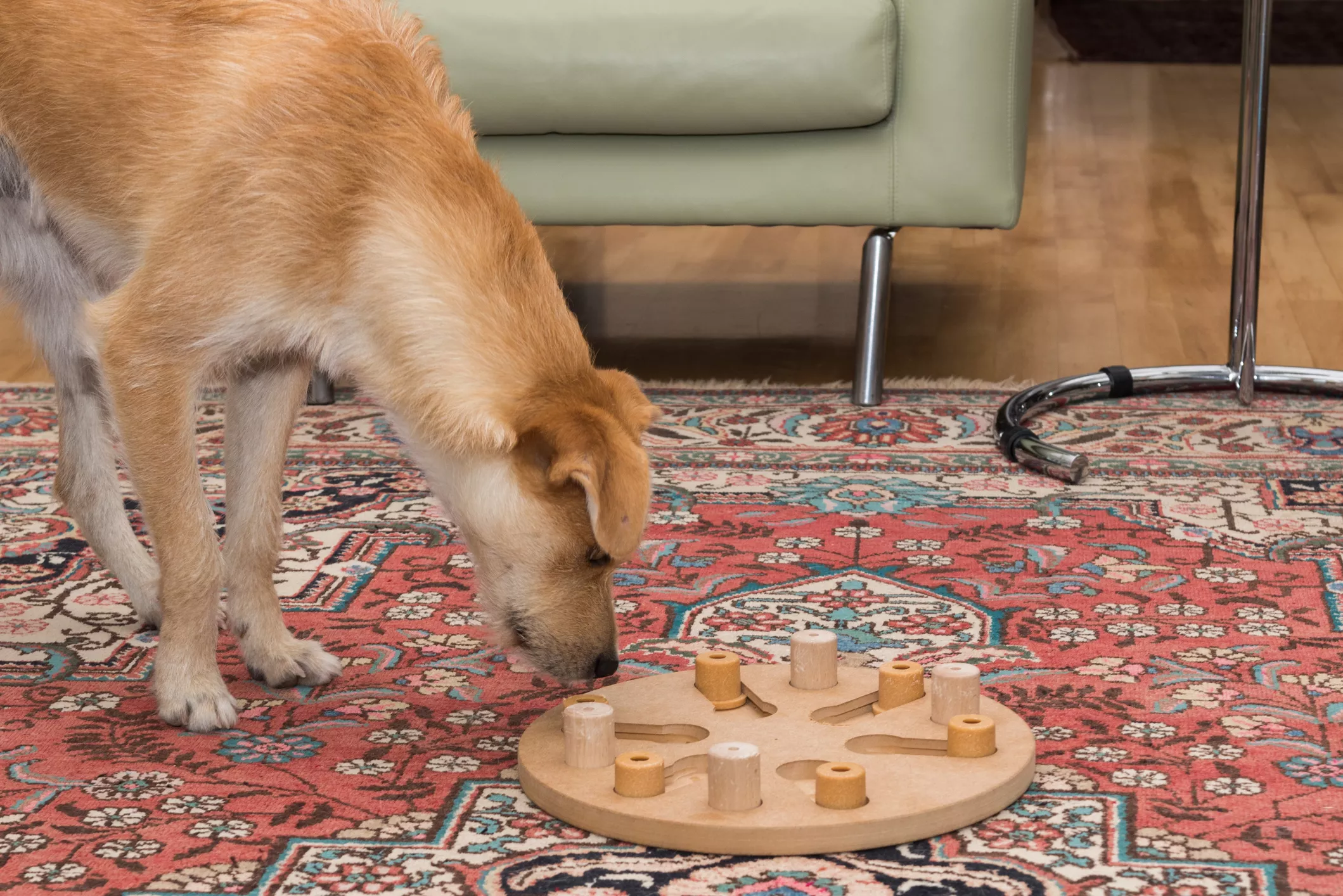 dog interactive toys dog puzzles