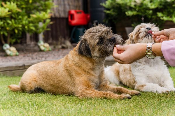 Border terrier and shih tzu cute dogs puppies on grass playing and posing