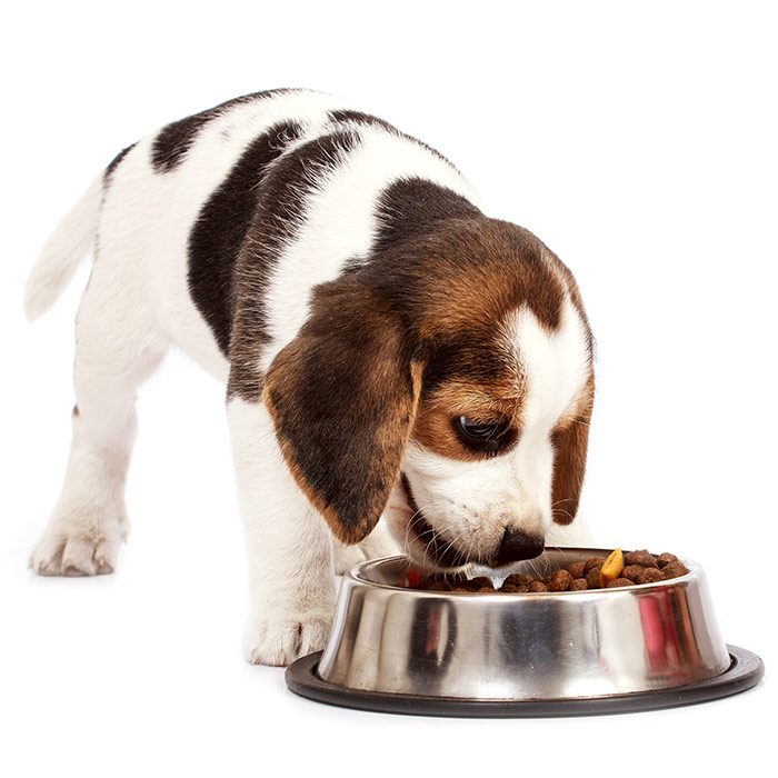 beagle puppy eating dry food kibbles from bowl