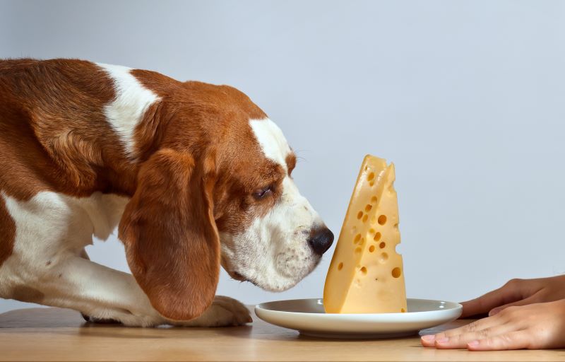 girl with cute beagle and cheese on a white plate