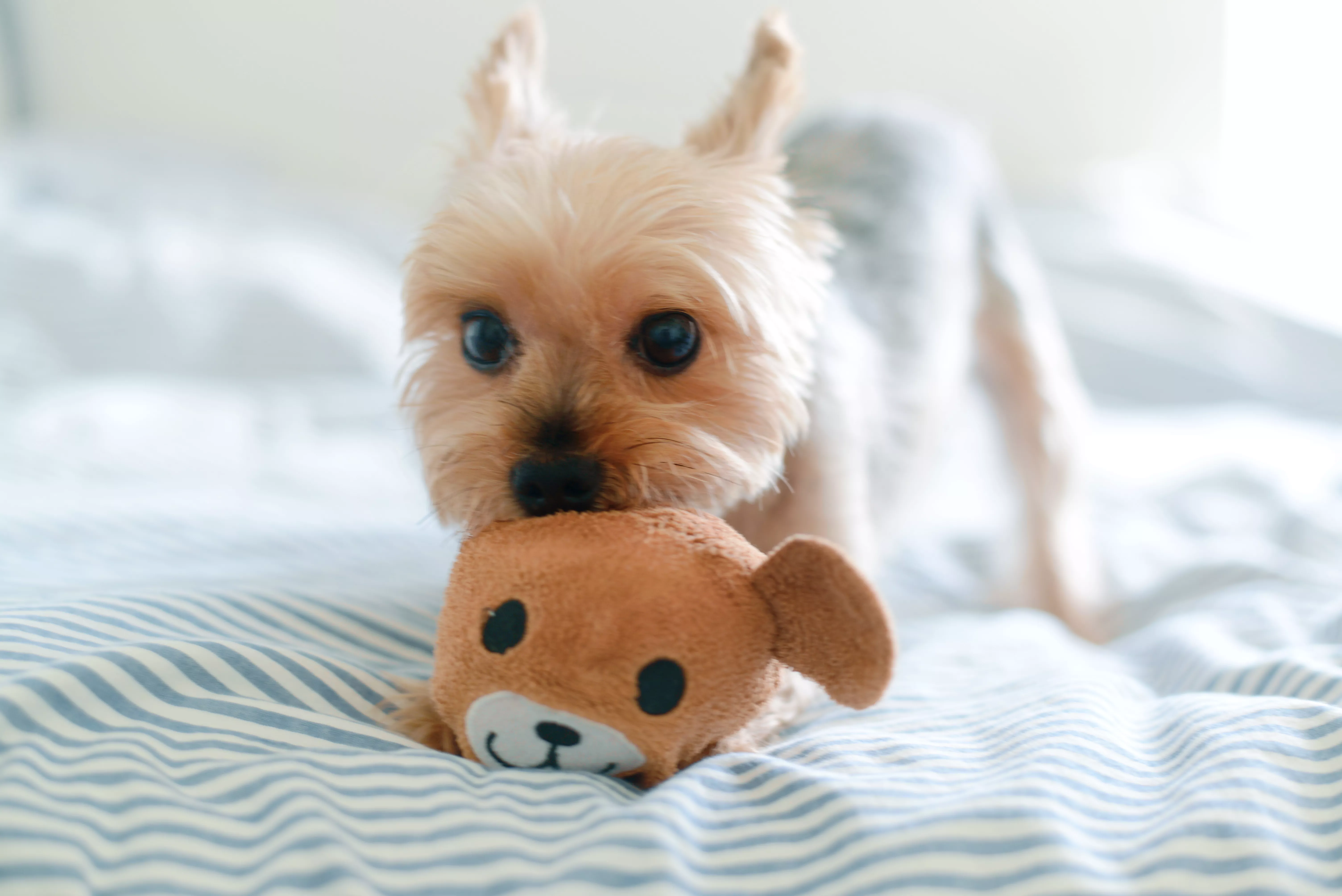 Yorkie playing with teddy toy